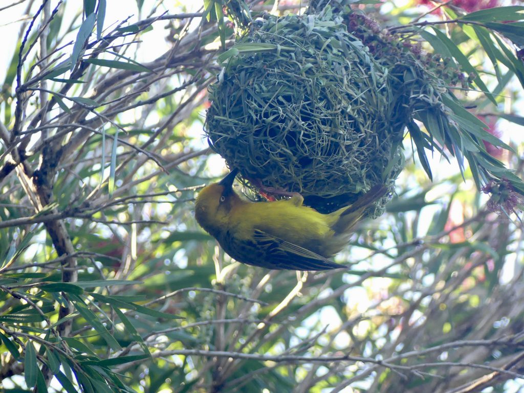 Webervogel
