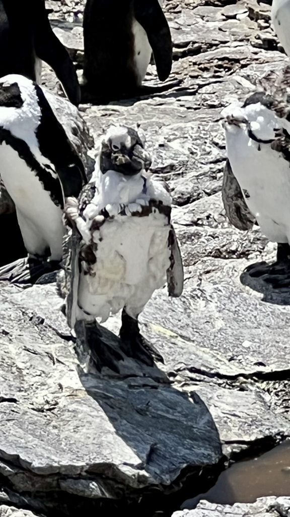 Baby-Pinguin mit letztem Babyflausch