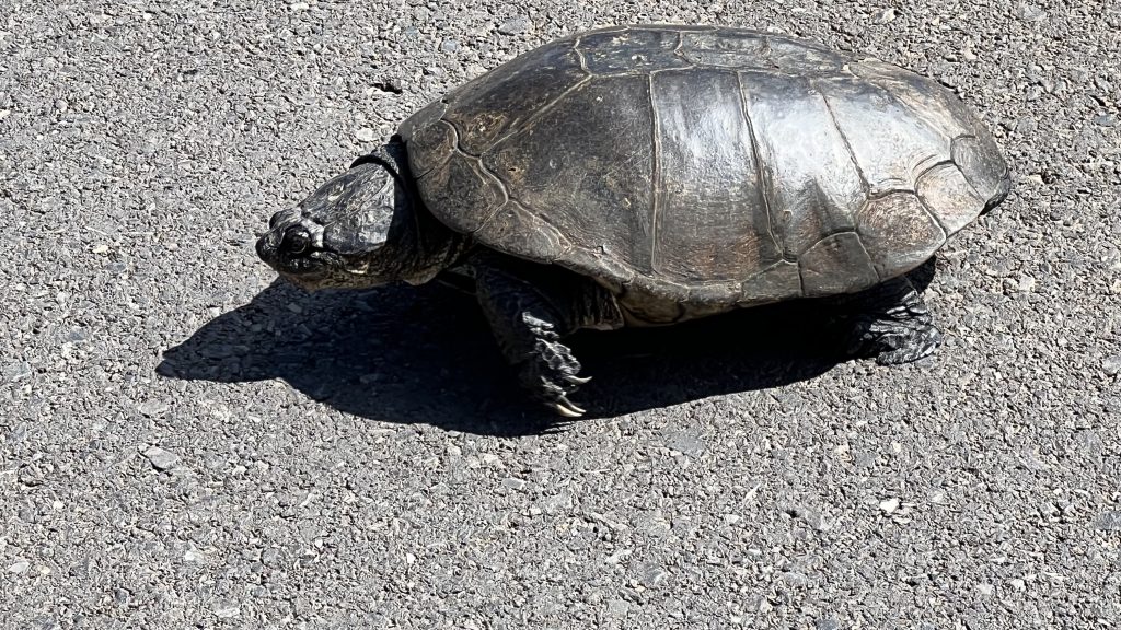 Schildkröte lief gemütlich über die Straße