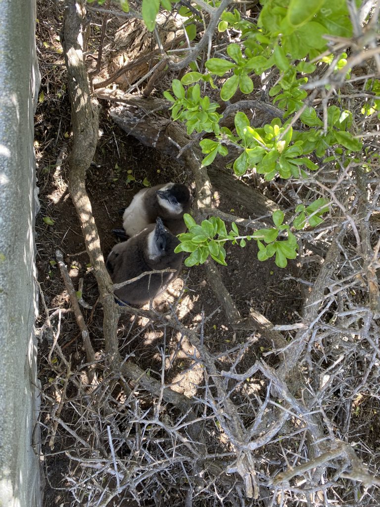 versteckte Pinguin-Babys