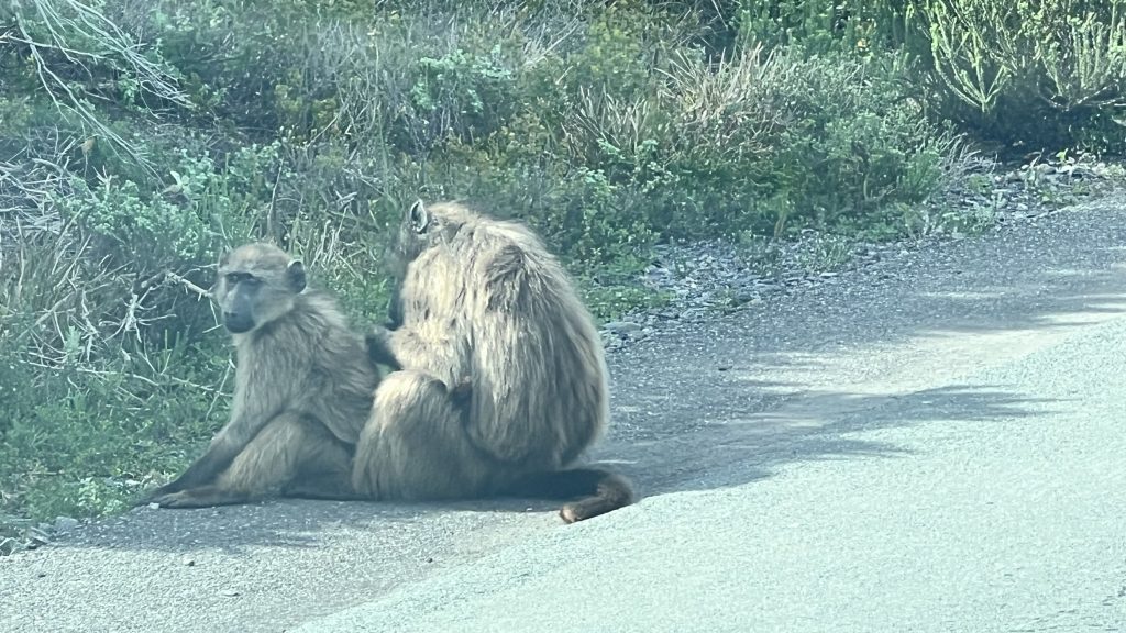 gefährliche Paviane hier nennt man sie Baboons