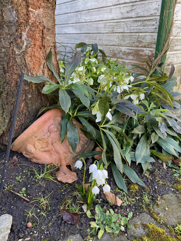 weiße Christrosen