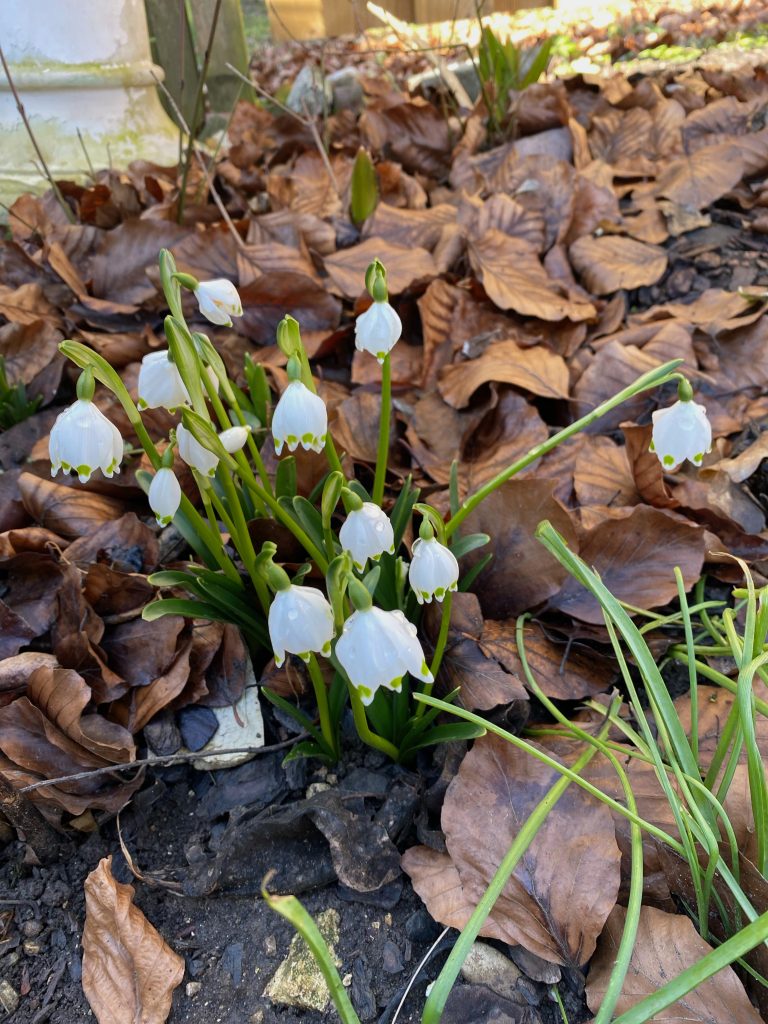 Märzenbecher gefallen mir viel besser als Schneeglöckchen. Die Becherchen mit den grünen Spitzen :)