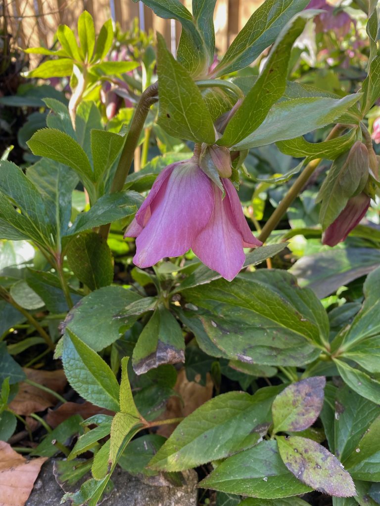 rosa Christrose
