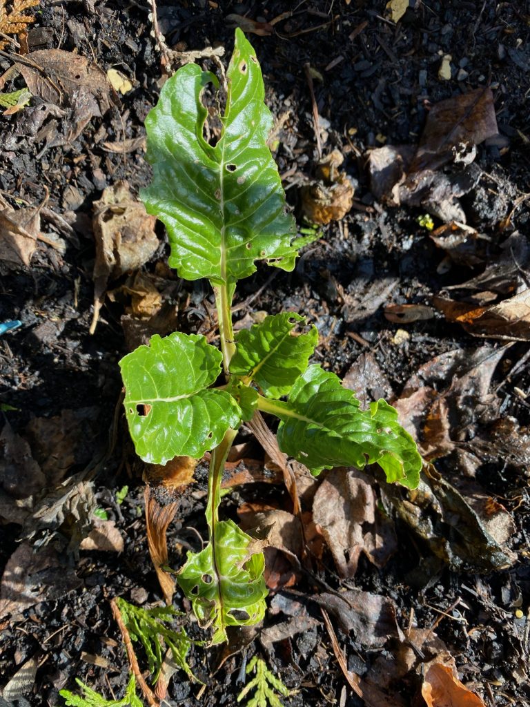 Mangold und schon angefressen, schrecklich
